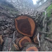 خرید و فروش انواع چوب های صنعتی و جنگلی|خدمات باغبانی و درختکاری|هشتگرد, تهران دشت|دیوار