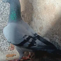 کبوتر‌ گمشده