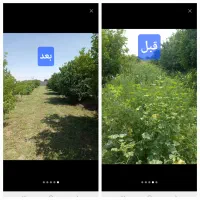علف زن علف زنی بادستگاه  کاشت چمن طبیعی