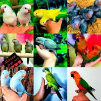 پرورشگاه راهب خورشیدی سان کانور با ضمانت سلامتی