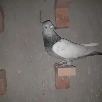 سینه سبز بهبهانی