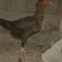 تیرچه مهندسی ۶متری مرغ|حراج|سراب, |دیوار