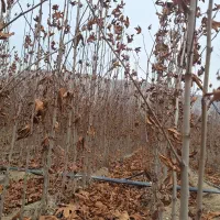 چنار سفید اصفهان|خدمات باغبانی و درختکاری|شاندیز, |دیوار