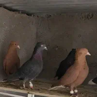 ۲۸ تا دمسفید آس|پرنده|مه ولات, |دیوار