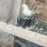 کبوتر