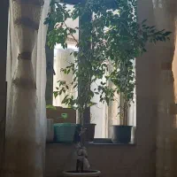 گل بنجامین