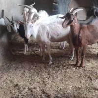 تعدادی میش رومانف و بز سانن