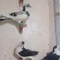 کفتر صید