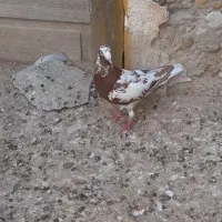 میولمنز