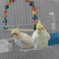 عروس هلندی|پرنده|مرودشت, مسجد رسول‎|دیوار