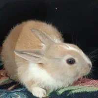 حیوان خونگی