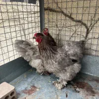 دوتا مرغ برهما بلو بالغ و تخم گذار