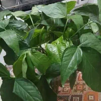 پتوس|گل و گیاه طبیعی|تهران, شهرآرا|دیوار