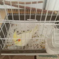 عروس هلندی لوتینو