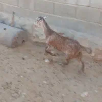 یه دونه کهره ماده|حیوانات مزرعه|داراب, |دیوار