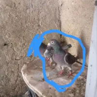 پلاکی گمشده|حیوانات|دورود, |دیوار