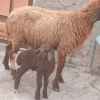 گوسفند و بره|حیوانات مزرعه|اهواز, منازل کارون|دیوار