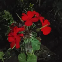 کوپن