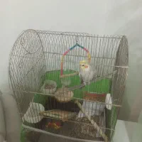 عروس هلندی|پرنده|بندرعباس, |دیوار