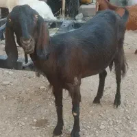 گوسفند بز