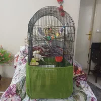 قفس پرنده