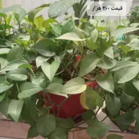 انواع گل طبیعی|گل و گیاه طبیعی|نهاوند, |دیوار