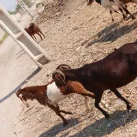 کهره چپش فروشی