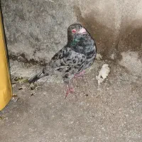 کبوتر پلاکی|پرنده|دهدشت, |دیوار