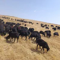 بره ماده