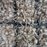 سیر درعمده فروشی