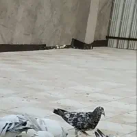 سار شکلاتی گم شده