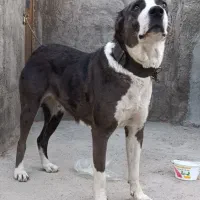 واگذاری سگ ماده