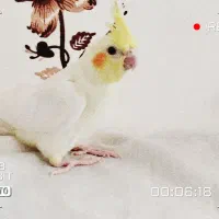 لوتینوچشم شرابی|پرنده|یزد, |دیوار