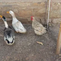 دوتا اوردک