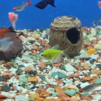 ماهی|ماهی|رباط‌کریم, انجم آباد|دیوار