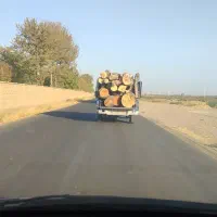 خرید انواع درخت و چوب