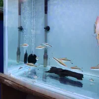 ۸عدد ردلاین درشت ۳بند به بالا