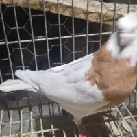 نرطوقی|پرنده|اردکان, |دیوار