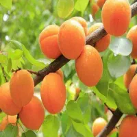 فروش نهال زردآلو تخم مرغی یا سلطنتی