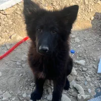 سگ‌ نژاد ژرمن|سگ|جم, |دیوار