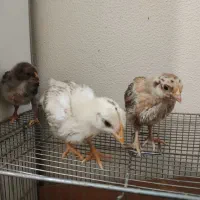 جوجه مرغ|حیوانات مزرعه|شاهین‌شهر, شهرک منازل چوبی|دیوار