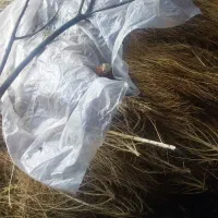 جارو|لوازم جانبی حیوانات|جلفا, |دیوار