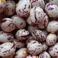 لوبیا چیتی ارگانیک و تازه حدود 170کیلو