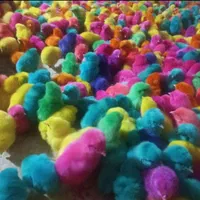 تولید کارخانه جوجه محلی مشکی کاکلی /+ اردک **رنگی|حیوانات مزرعه|یاسوج, |دیوار