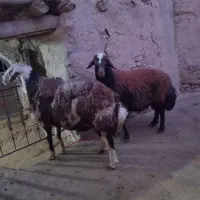 قوچ‌فرشی‌