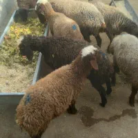 ۷ عدد گوسفند|حیوانات مزرعه|سرپل ذهاب, |دیوار