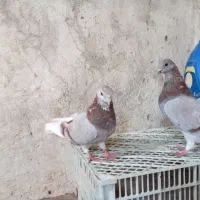 هود کبوتر هود نیست