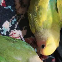 عروس کوتوله دستی|پرنده|کاشمر, |دیوار