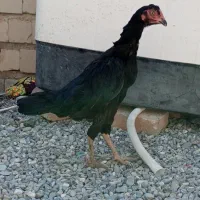 مرغ اصیل فروشی