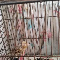 قناری|پرنده|چناران, |دیوار
